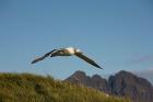 Flying Albatross