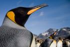 King Penguins Along Shoreline in Massive Rookery, Saint Andrews Bay, South Georgia Island, Sub-Antarctica
