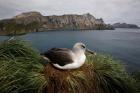 South Georgia Island, Grayheaded Albatross