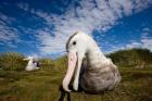 Close up of Albatross