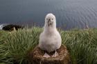 South Georgia Island, Grayheaded Albatross Chick