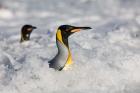 South Georgia Is, St Andrews Bay, King Penguin rookery