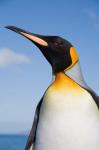 South Georgia, St Andrews Bay, King Penguin rookery