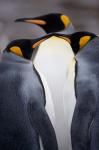 South Georgia Island, King Penguins, Elsehul Bay