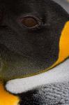 King Penguin, Right Whale Bay, South Georgia Island, Antarctica