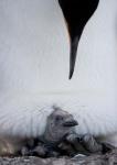 King Penguin Chick Resting in Mother's Brood Pouch, Right Whale Bay, South Georgia Island, Antarctica