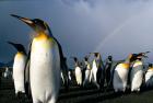 Rainbow Above Colony of King Penguins, Saint Andrews Bay, South Georgia Island, Sub-Antarctica