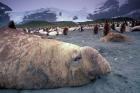 Elephant Seal and King Penguins, South Georgia Island, Antarctica