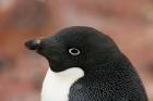 Antarctica, Brown Bluff, Adelie penguin