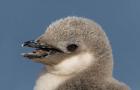 Antarctica, Half Moon Island, Chinstrap penguin chick