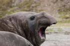 Antarctica, St. Andrews Bay, Southern Elephant Seal