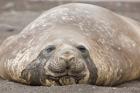 South Shetland Islands, Southern elephant seal