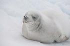 Antarctica, White Crabeater seal on iceberg