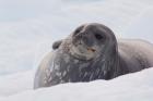 Antarctica, Paradise Harbour, Fat Weddell seal