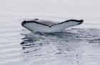 Antarctica, Humpback whales in Southern Ocean