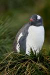 South Georgia Island, Gentoo penguins, tussocks