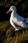 South Georgia, Prion, Wandering albatross bird