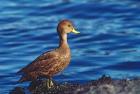 South Georgia Pintail, Antarctic Region, South Georgia Island