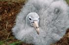 South Georgia Island, Southern Giant Petrel bird