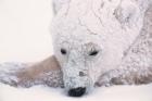 Polar Bear on Hudson Bay, Churchill, Manitoba