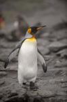 Antarctica, King Penguin