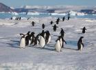Adelie Penguins, Devil Island, Antartica