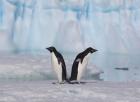 Two Adelie Penguins, Antartica