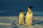 Emperor Penguins, Mt. Melbourne, Antarctica