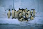 Emperor Penguins, Cape Roget, Ross Sea, Antarctica