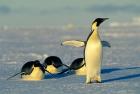 Emperor Penguins, Antarctica, Atka Bay, Weddell Sea