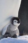 Baby Emperor Penguin, Snow Hill Island, Antarctica