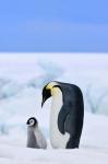 Parent and chick Emperor Penguin, Snow Hill Island, Antarctica