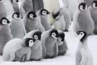 Emperor Penguins on ice, Snow Hill Island, Antarctica