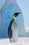 Emperor Penguin on ice, Snow Hill Island, Antarctica