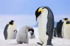 Emperor Penguins, Antarctica