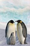 Three Emperor Penguin, Snow Hill Island, Antarctica