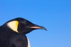 Head of Emperor Penguin, Antarctica