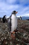 Gentoo penguin chick, Antarctica