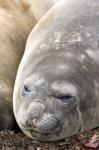 Southern Elephant Seals, Antarctica