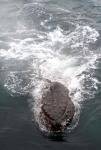 Humpback Whales in Antarctica
