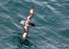 Sea Bird of Cape Petrel, Antarctica