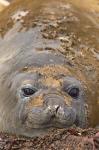 Antarctica, Aitcho Island, Southern elephant seals