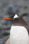 Antarctica, Aitcho Islands, Gentoo penguin, beach