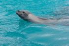 Antarctica, Pl?neau Island, Crabeater seal