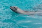 Antarctica, Pl?neau Island, Crabeater seal