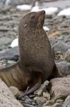 Antarctica, Cuverville Island, Antarctic fur seal