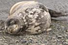 Antarctica, King George Island, Weddell seal