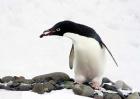 An Adelie Penguin (Pygoscelis Adeliae) at Paulet Island, Antarctica