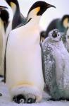 Emperor Penguins, Antarctic Peninsula, Antarctica