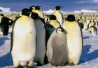 Emperor Penguins, Atka Bay, Weddell Sea, Antarctic Peninsula, Antarctica